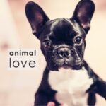 behavioral-trends-animal-love-low